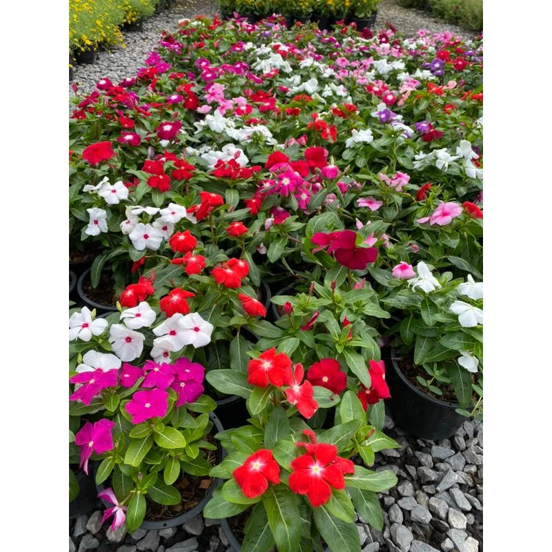 Vinca Rosea Periwinkle Catharanthus Roseus Nayan Tara. Multicolour Colour Flower Live Plant Thai Variety (pack Of 1). thumbnail 5
